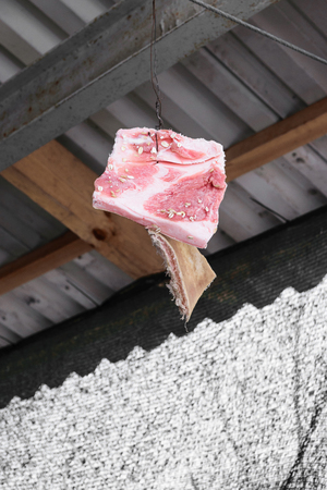 Hanging piece of red animal fat for birds feeding during wintertimeの写真素材
