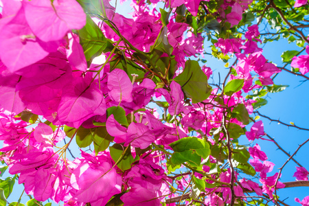 Background of blooming pink tropical flowers in front of blue sky in Bali islandの写真素材