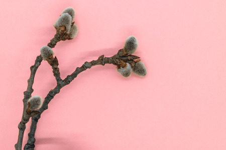 Expanded buds on pussy willow branch on pink backgroundの写真素材