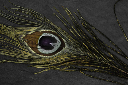 Abstract composition of golden peacock feather on black stone backgroundの写真素材