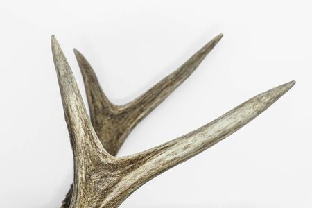 Young deer two antlers on white backgroundの写真素材