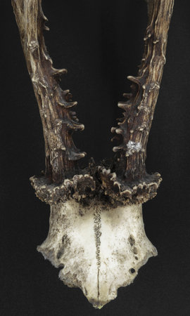 Very old and dusty young deer antlers with the part of skull on black backgroundの写真素材