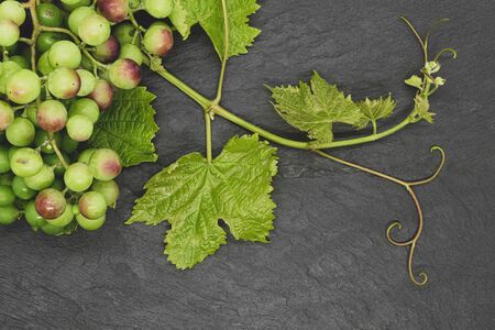 Young grape twig with fresh green leaves and unripe bunch of green grapes on black stone background with copy spaceの写真素材