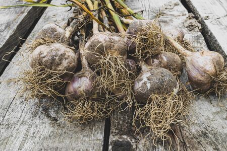 Bunch of freshly uprooted dirty and ripe ecological garlic heads with stalks on dry and grey planks backgroundの写真素材