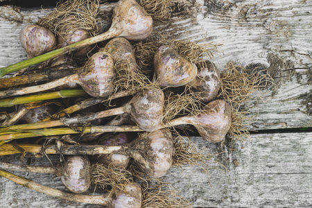 Top view of bunch freshly uprooted dirty and ripe ecological garlic heads with stalks on dry and...