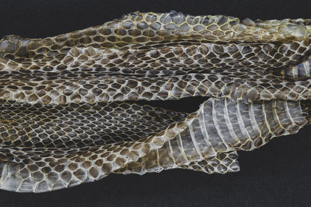 Part of old dropped grass snake (lot. Natrix natrix, ringed snake or water snake) skins on black background surfaceの写真素材