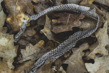 Part of old dropped grass snake (lot. Natrix natrix, ringed snake or water snake) skins on brown dry oak leaves backgroundの写真素材