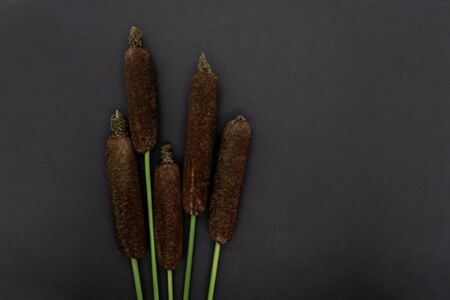Brown reeds (Typha Latifolia, Common Cattail, Reedmace or Bulrush) twigs on black background with copy spaceの写真素材