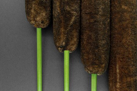 Brown reeds (Typha Latifolia, Common Cattail, Reedmace or Bulrush) twigs on black background with copy spaceの写真素材