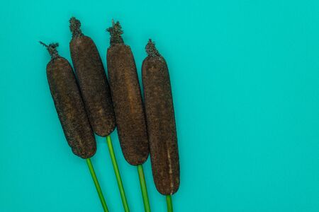 Brown reeds (Typha Latifolia, Common Cattail, Reedmace or Bulrush) twigs on soft blue matte background with copy spaceの写真素材