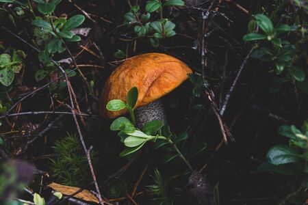 Leccinum versipelle mushroom (also known as Boletus testaceoscaber or orange birch bolete) growing in the middle of the wet grass and moss in the woods. This mushroom has red (orange) head and black and white stemの写真素材