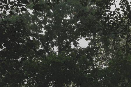 Foliage of old oak tree covered with dense mist in early autumn morning time