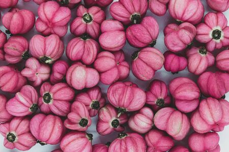 Background surface of Red Cascade spindle (Euonymus europaeus) blossoms on white matte backgroundの写真素材
