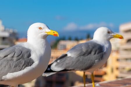 Clear and sharp view of white with grey wings and yellow with red color beak seagulls (larus crassirostris) portrait in city landscape backgroundの写真素材