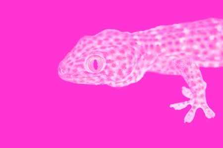 Photo manipulations of pink Tokay Gecko (Gekko gecko) on pink background with copy space. Eye of gecko is in camera focusの写真素材