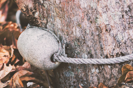 Abstract matte background of water buoy with rope attached to tree with the brown dry leaves on the...