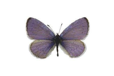 Blue butterfly with grey dots isolated on white background