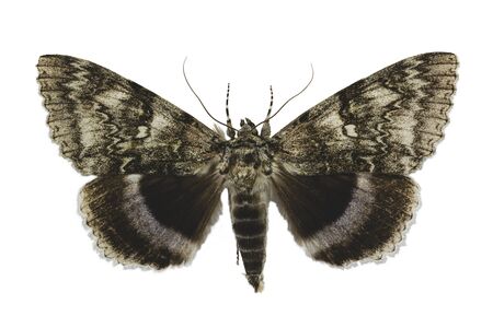 Blue underwing or Clifden nonpareil (Catocala fraxini) moth isolated on white backgroundの写真素材