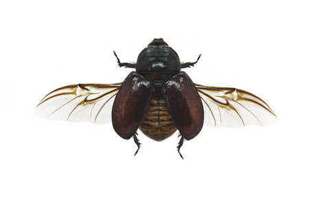 European rhinoceros beetle (Oryctes nasicornis) isolated on white backgroundの写真素材