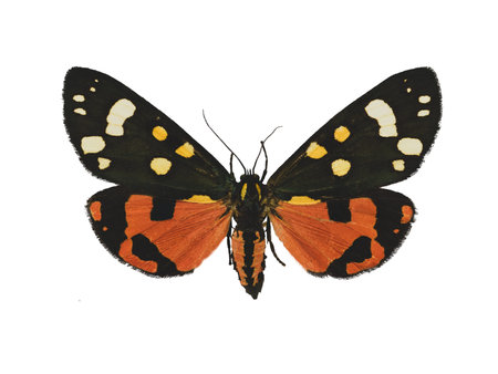 Beautiful scarlet tiger moth (Callimorpha dominula L.) isolated on white backgroundの写真素材