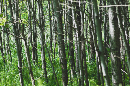 Abstract young trees dense forest background illuminated by the sun with copy space