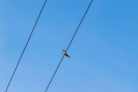 Alone swallow bird sitting on the wires in front of the clear and blue sky during summer evening with copy spaceの写真素材