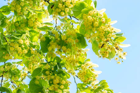 Lime (tilia) tree green foliage with bees taking nectar background during sunny and warm summer day in blue sky backgroundの写真素材