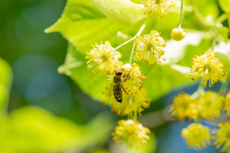 Bee taking nectar from lime (tilia) tree during sunny and warm summer dayの写真素材