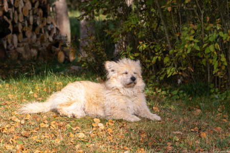 Beige long hair dog with closed eyes lying on the grass in front of green bushes during early autumn time and warming in front of the sunの写真素材