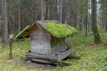 Old construction of wild animal feeder with growing moss on roof in the middle of old and dark forest. Roof is in camera focusの写真素材