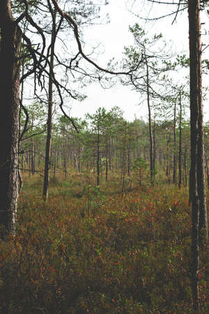 Marsh forest background during autumn time and cloudy day. Bushes in foreground is in camera focusの写真素材
