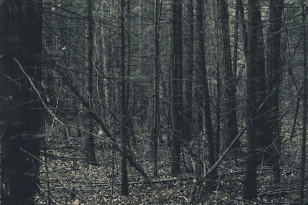 Very old dense and dark spruce forest background during autumn time