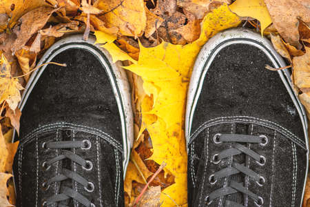 Autumn concept. Black wet and dirty sneakers on yellow maple tree leaves. Shoelace is in camera focusの写真素材