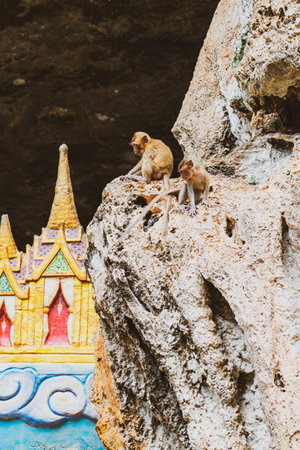 Two young monkeys playing on rock near temple entrance in Thailand. Monkeys is in camera focus....