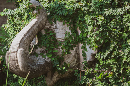 Ancient stone elephant with raised trunk wall decoration overgrown with green creepers in Thailandの写真素材