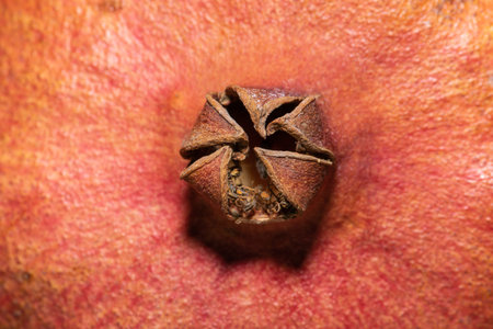 Red and dry pomegranate fruit with closed petal and stamen close-up macro background. Selective...