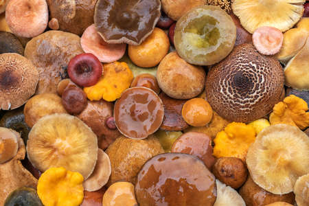 Nature and food concept. European edible mushrooms. Various sizes, shapes and colors wet mushroom caps top view background with copy spaceの写真素材