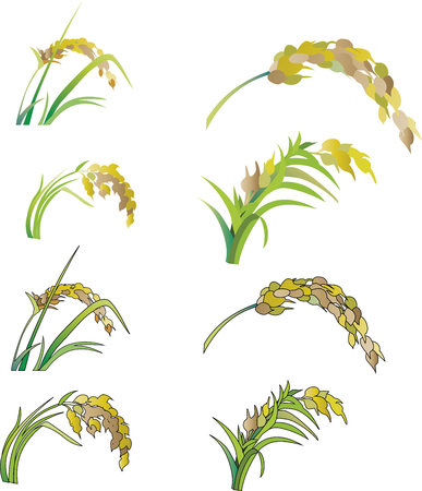 Rice illustrationのイラスト素材