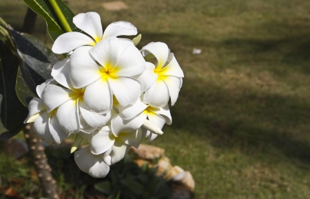 Plumeria in a garden at South of Thailand の写真素材