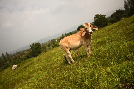 Cow in the green fieldの写真素材