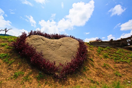 Purple heart in the garden of Thailand の写真素材