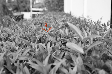 Europe flower in green parkblack and whiteの写真素材