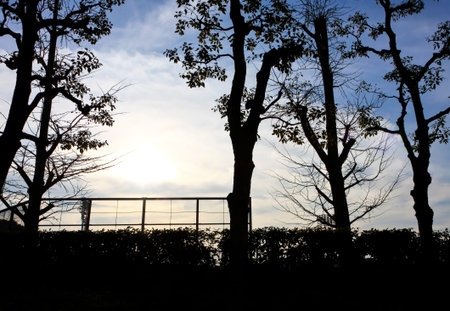 Silhouette of trees and leaf in nature