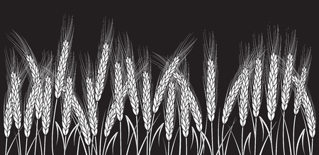 White wheat field isolated on black background. Set of wheat ears. Background for farms and bakeries. Collection of elements for company logos, print products, page and web decor or other design.のイラスト素材
