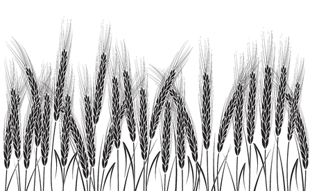 Black wheat field isolated on white background. Set of wheat ears. Background for farms and bakeries. Collection of elements for company logos, print products, page and web decor or other design.のイラスト素材