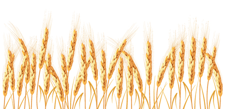 Golden wheat isolated on white background. Set of wheat ears. Background for farms and bakeries. Collection of elements for print products, page and web decor or other design.の写真素材