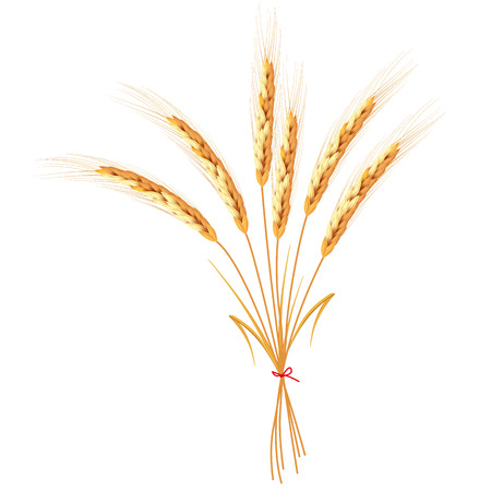 Golden wheat ears bandaged with red ribbon isolated on white background. Set of wheat ears. Background for farms and bakeries. Collection of elements for print products, web decor or other design.のイラスト素材