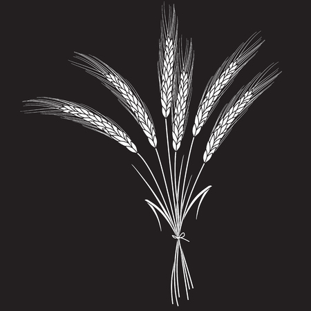 White wheat ears bandaged with ribbon isolated on black background. Set of wheat ears. Background for farms and bakeries. Collection of elements for print products, page and web decor or other design.のイラスト素材