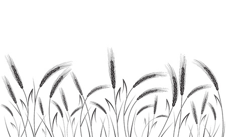 Black wheat field isolated on white background. Set of wheat ears. Background for farms and bakeries. Collection of elements for companies, print products, page and web decor or other design.のイラスト素材