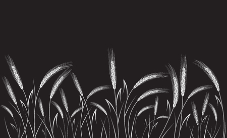 White wheat field isolated on black background. Set of wheat ears. Background for farms and bakeries. Collection of elements for company logos, print products, page and web decor or other design.のイラスト素材
